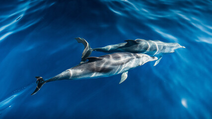 A group of friendly dolphins swims along a dolphin watching boat, on the beautiful and blue Tenerife Sea in Spain, on the Atlantic oceans © Rui