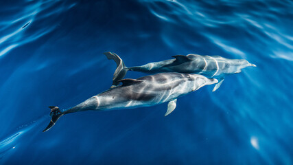 A group of friendly dolphins swims along a dolphin watching boat, on the beautiful and blue...