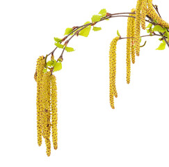 Beautiful birch branch.