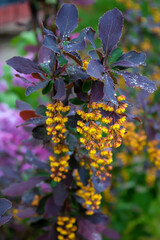 Blooming barberry branch with with many hanging yellow rounded flowers and rain drops. Close-up. Barberry with yellow flowers and fresh herbs. Bokeh background
