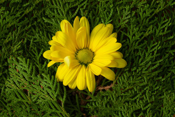 Yellow flower on natural evergreen thorns background. Symbol spring. Flat lay.