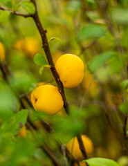 owoce pigwowca żółte na krzewie