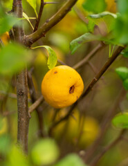 owoce pigwowca żółte na krzewie - obrazy, fototapety, plakaty