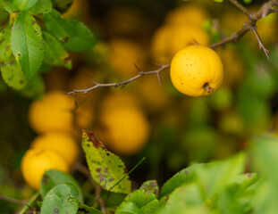 owoce pigwowca żółte na krzewie