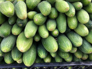 Close up fresh green cucumbers vegetables harvest in box