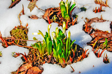 Spring in the garden