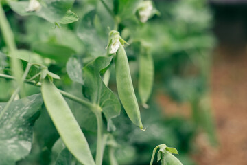 Young green pods of peas growing on vine in vegetable garden. Organic food production, farm, vegetables, agriculture, nature, vegetarian, healthy food concept. Close up, soft focus, copy space.