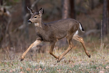 White-tailed Deer Running in the Wilderness