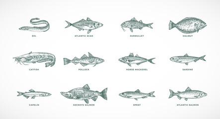 Hand Drawn Vector Sea and River Fish Species Illustrations Set. Collection of Salmons Pollock, Halibut, Sprat, Catfish Sketch Silhouettes Isolated - obrazy, fototapety, plakaty