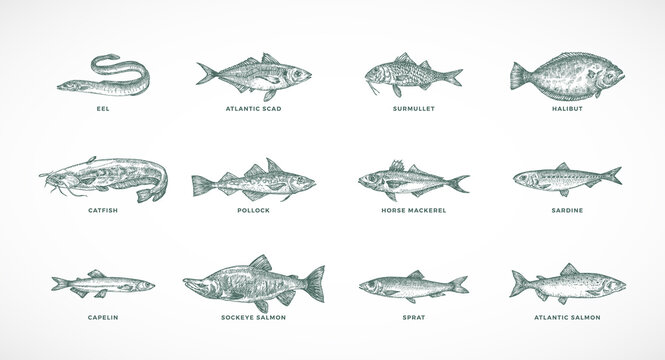 Hand Drawn Vector Sea and River Fish Species Illustrations Set. Collection of Salmons Pollock, Halibut, Sprat, Catfish Sketch Silhouettes Isolated