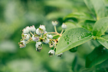 Branch of unripe green berries of blueberry with leaves covered in dew growing in organic garden. Vitamins, summertime, harvest, vegetarian, botany, nature, healthy food concept. Soft focus, close up.