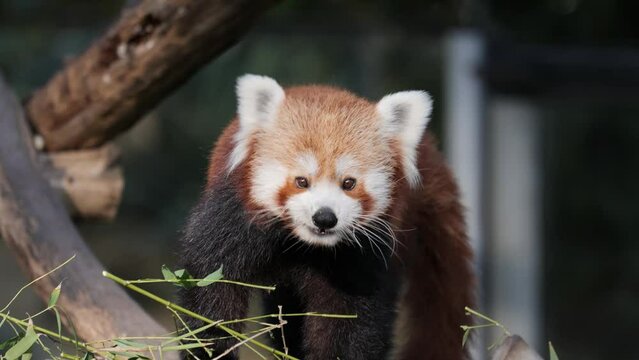 Panda rojo comiendo bambú