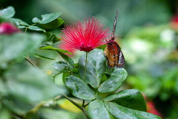 Red Lacewing on Red powder puff blossom plant