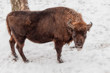 Bison bonasus - European bison Looks with eye to the camera. Hairy strong animal. European species of bison. It is one of the extant species.