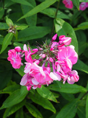 Pink Flower in an English Garden