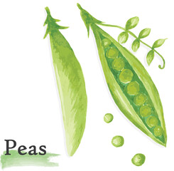 Fototapeta na wymiar Watercolor peas image-traced with Illustrator