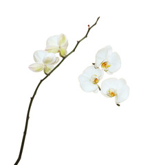 white orchid flowers from the back and front side