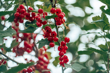 Juicy ripe red berries of red-flowering currant hanging on branch of bush with green leaves in garden. Vitamins, summertime, harvest, preservation, vegetarian, nature concept. Soft focus, copy space.