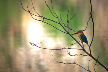 Stork-billed Kingfisher (Pelargopsis capensis) 