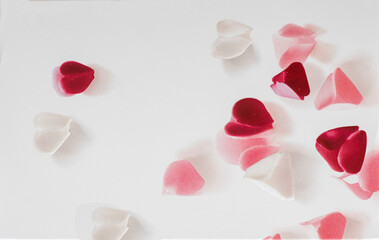 painting petals of red, pink and white roses, happy valentine's day or women's day concept