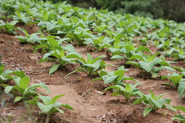 plantação de tabaco