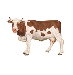 vache laitière, qui rit, rigolote, heureuse,  ferme, animal, bétail, gazon, agriculture, champ, brun, blanc, taureau, prairie, mammifère, alpage, vache laitière, mollet, bétail, exploitation laitière,
