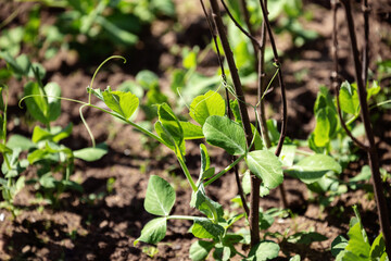 Pea plants