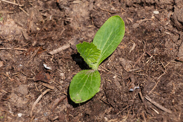 Zucchini seedling