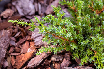 Juniperus squamata