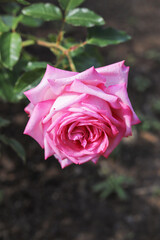 Pink roses blooming in the rose garden