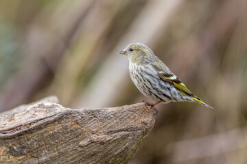 Eurasian siskin (Carduelis spinus)