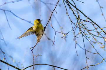 Siskin (Carduelis spinus)