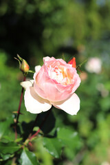 Pink Roses blooming in the rose garden