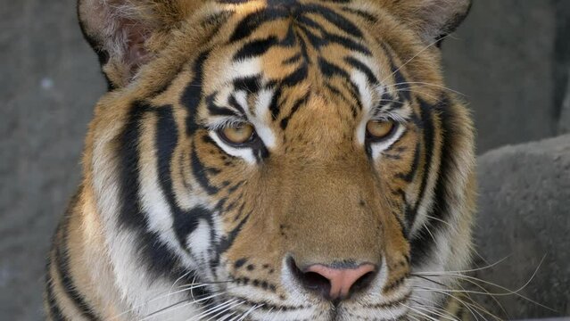 Portrait of Bengal tiger face with eyes looking at the camera 