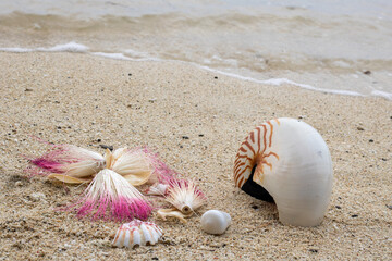 sea shells and flowers on sand along shoreline