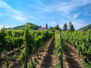 Fototapeta na wymiar The church of Orschwiller in Alsace in the middle of the vast vineyards and famous for the white wines. In the background the Haut Kœnigsbourg castle.
