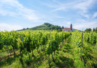 Fototapeta na wymiar The church of Orschwiller in Alsace in the middle of the vast vineyards and famous for the white wines. In the background the Haut Kœnigsbourg castle.