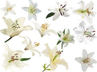 twelve lily flower light blooms isolated on white