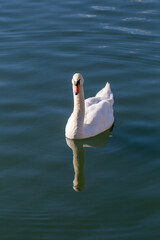 Big nice white swan on water