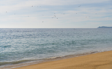 Fototapeta na wymiar Flock of birds flying and fishing over calm sea on sunny day in Algarrobo beach, Chile