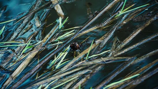 The Great diving Beetle Pairing (Dytiscus marginalis) under the water surface. Great hunting beetle paddling using two legs under water.Colorful insect. Green background.