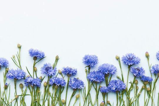 Blue cornflowers border on a light blue background. Greeting card. Top view, copy space