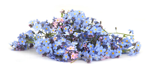 Spring blue flowers Myosotis isolated on white background.  Flowers Myosotis are called forget-me-not or scorpion grasses.