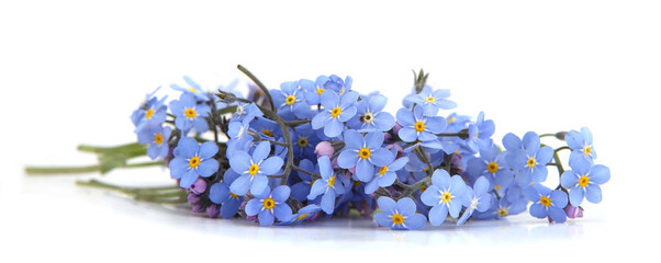 Spring blue flowers Myosotis isolated on white background.  Flowers Myosotis are called...