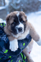 Central Asian sheepdog, Asian Shepherd puppies in winter day