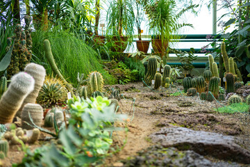 Different types of desert cacti or succulents plants in a greenhouse or garden. Gardening concept