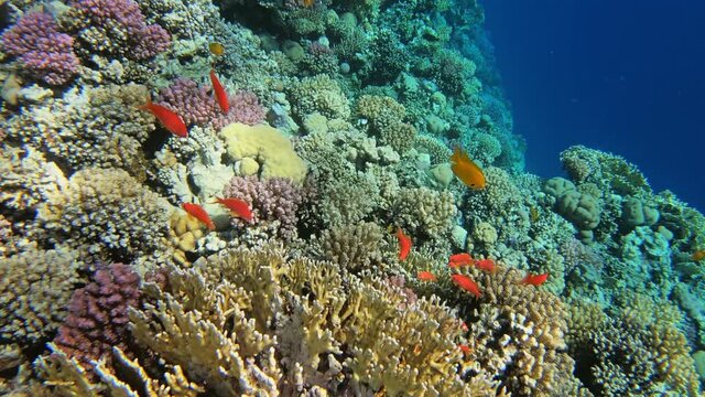 Many red small fish swim among corals in the Red Sea, Egypt