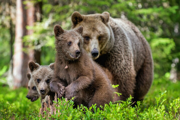Brown bears. She-bear and bear-cubs  in the summer forest. Green forest natural background. Scientific name: Ursus arctos. - 482456958