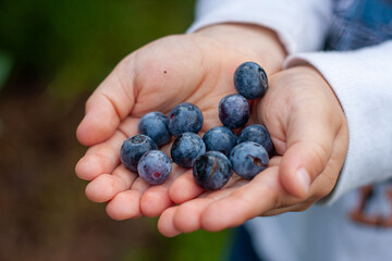 Blueberries in child's hands