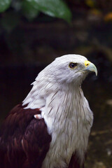 Close up photo of a brahminy kite ( halistur indus )